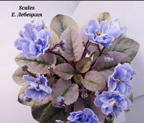 Scales saintpaulia - scales., .saintpaulia