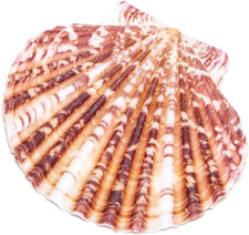 Dekorative Muscheln Jakobsmuscheln sortiert dezente Farben Basteln Dekorieren