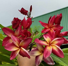 Frangipani Plumeria - Sämling