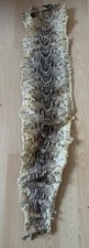 Echte Schlangenhaut