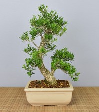 Bonsai indoor chinesischer - bonsai,