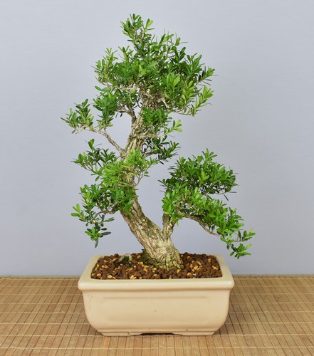 Bonsai indoor chinesischer - bonsai, indoor,