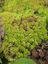 🌱 1 KG Lebendes Sphagnum