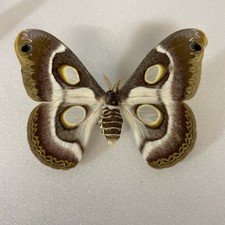 Entomologie*Epopphora