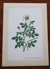 Feldrose * Kunstdruck . Poster . Bild . Wand-Dekoration