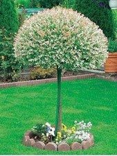 Japanische Weide HAKURO NISHIKI - 130 cm am Baumstamm