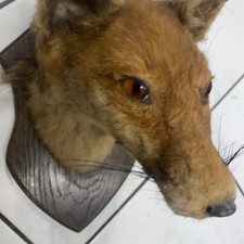 Fuchs Fuchskopf Präparat