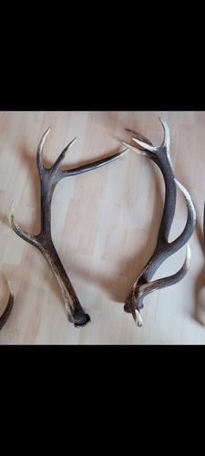Stück abwurfstangen - 9,