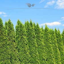 Lebensbaum thuja smaragd - thuja,