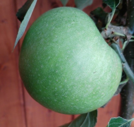 Apfelbaum granny smith - apfelbaum, smith´-