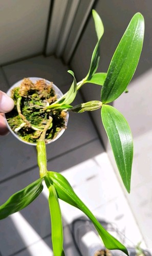 Dendrobium denisflorum - ,