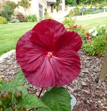 SAMEN Zimmerpflanze Balkon