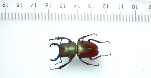 Entomologie käfer calcodes - entomologie,,