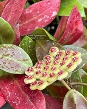 HOYA SIPITANGENSIS IN