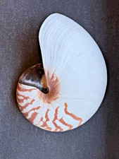 „Großer Nautilus