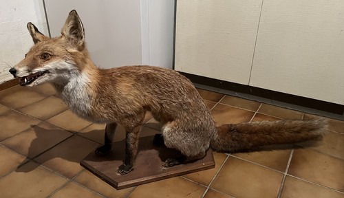 Tierpräparat ausgestopfter