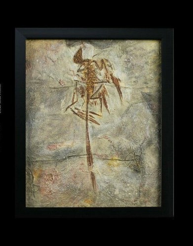 Fossilien mikroraptor gui - fossilien,