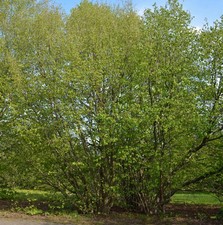 Haselnussstrauch Waldhasel