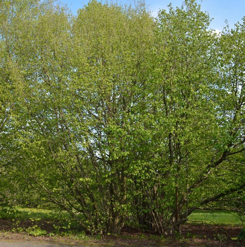 Haselnussstrauch waldhasel - haselnussstrauch,