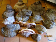 15x Zunderschwamm Baumpilz