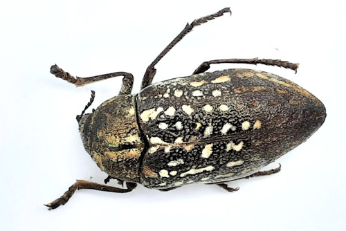 Buprestidae julodis a2 - buprestidae,, sp.,