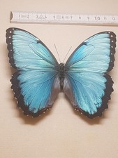 Morpho Peleides Männchen