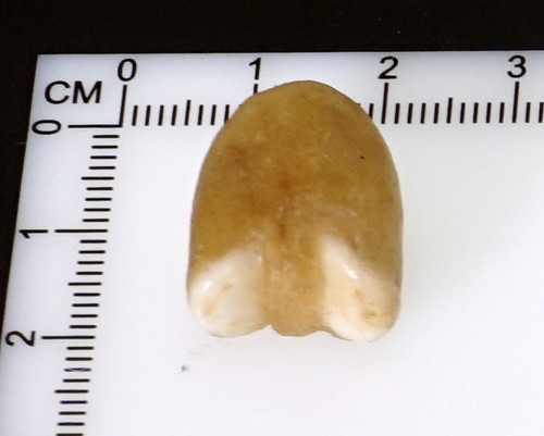 Schöne grandel hirschzahn - grandel,