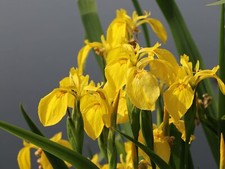 Iris pseudacorus Gelbe Sumpf-Schwertlilie, 10 Jungpflanzen