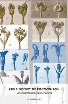 Karl blossfeldt die - blossfeldt,