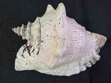 Riesen Muschel XXL, rosa