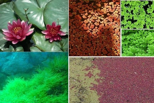 Teichpflanzen mix set - set, a