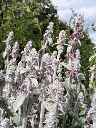 Wollziest stachys byzantina - wollziest,,