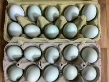 20 ausgeblasene grüne kleine Hühnereier, nur ein Loch!