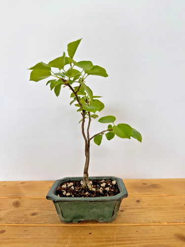 Bonsai flieder 5326 laub - nr,
