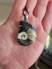 Großer 23g Goniatit Fossil