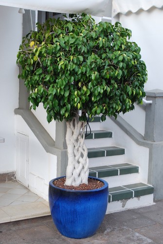 Samen birkenfeige ficus - birkenfeige,