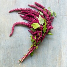 ROTER FUCHSSCHWANZ 400+ Samen