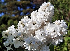 Flieder Stecklinge weiss  winterharte Pflanzen Blumen für den Garten Deko