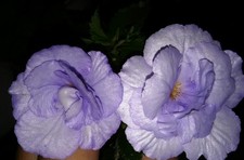 Achimenes "Made in Heaven", 2 Rhizome