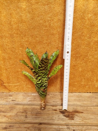 Aechmea correia araujoi - ,