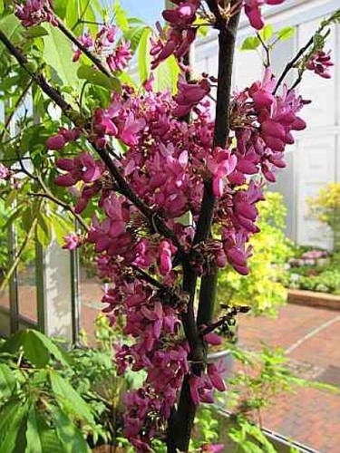 Cercis siliquastrum bodnant - cercis,