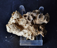 Fossilien, Korallen und