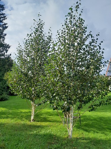 Betula utilis jacquemontii - betula,