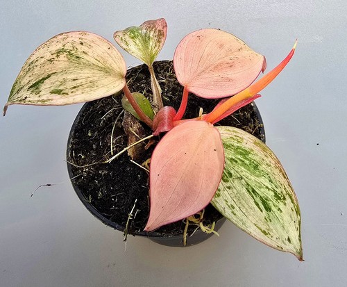 Sehr schöne philodendron - schöne,