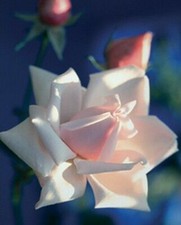 Blank Book Notizbuch Tagebuch