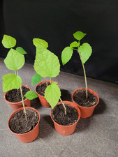  Hibiskus Malvaviscus arboreus