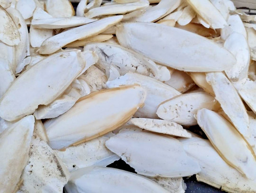 Sepiaschalen sepia 1 kg - sepiaschalen,,