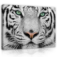 TIGER TIERE KATZE Wandbilder