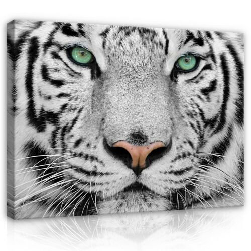 Tiger tiere katze wandbilder - tiere,