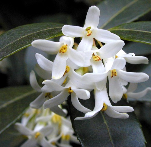 Hochstamm frühlingsduftblüte - hochstamm,